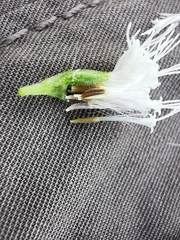 Ageratina petiolaris