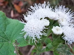 Ageratina petiolaris