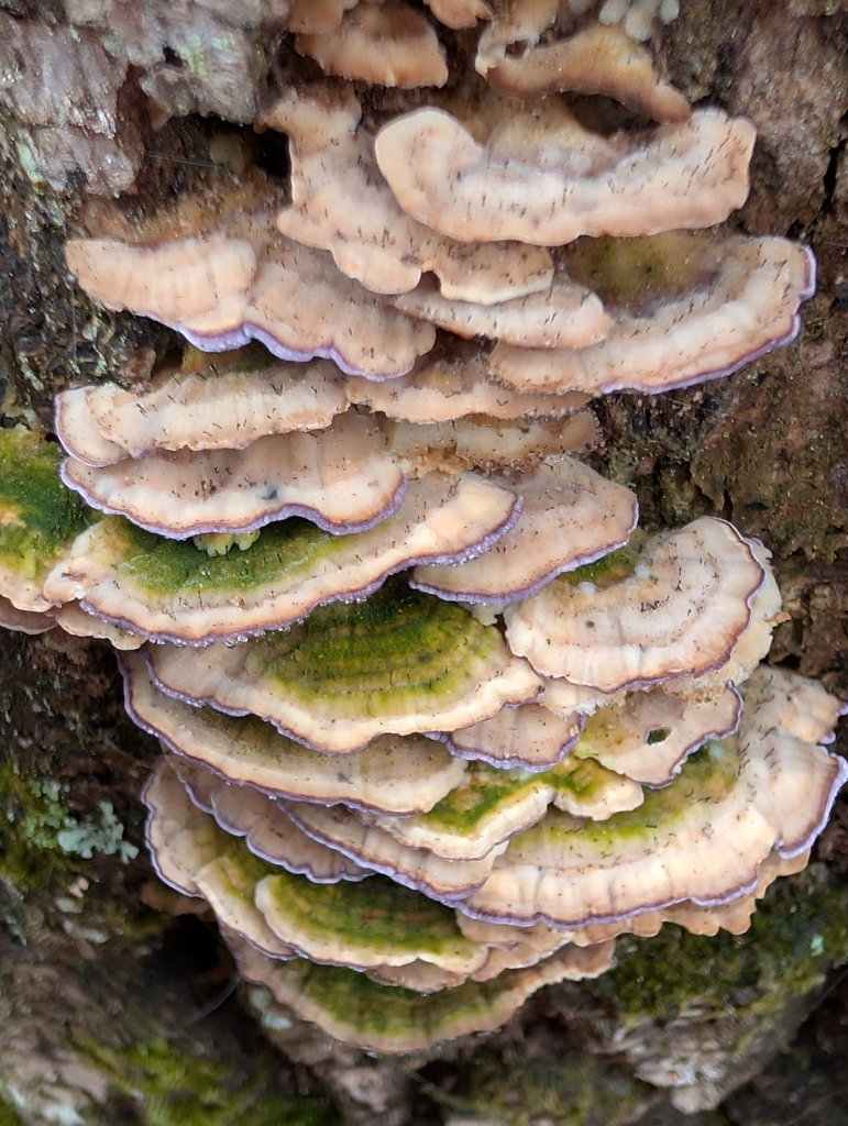 Trichaptum biforme · March 2026 · photo: © botanygirl (iNaturalist, cc-by)