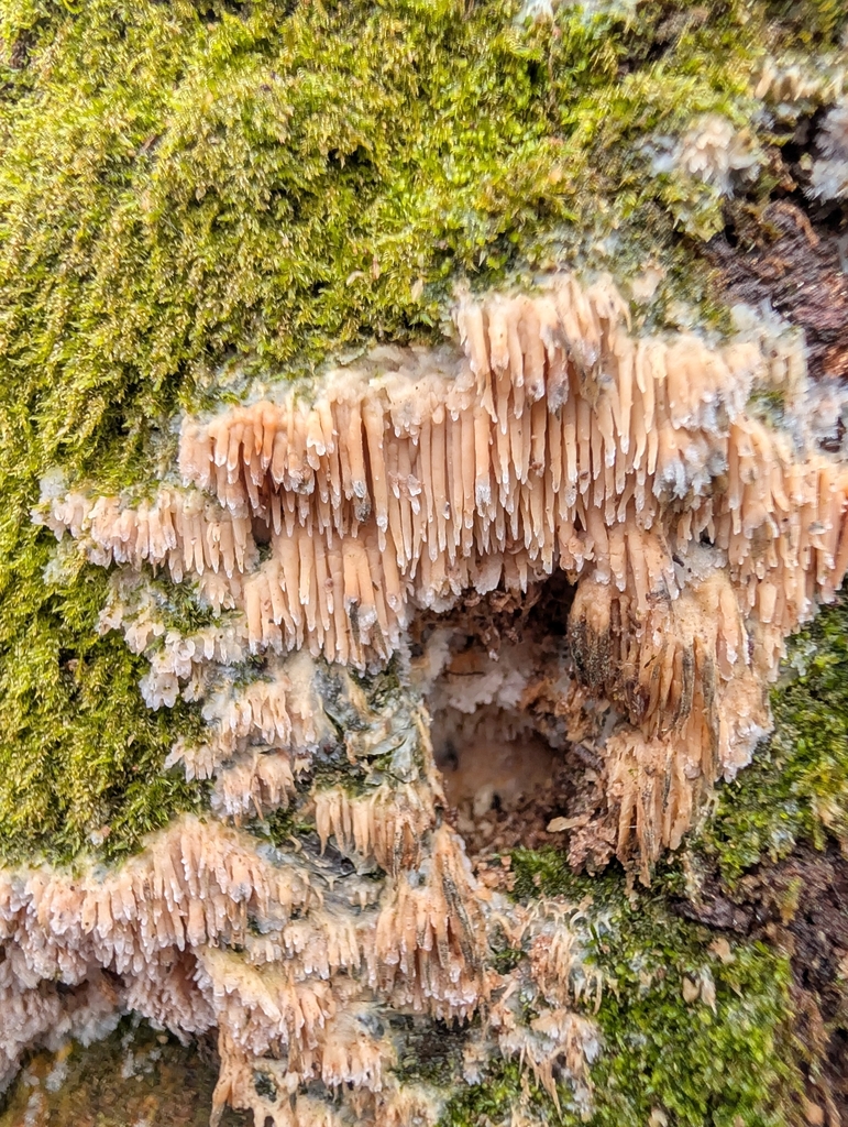 Radulomyces copelandii · March 2026 · photo: © botanygirl (iNaturalist, cc-by)