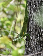 Anolis noblei