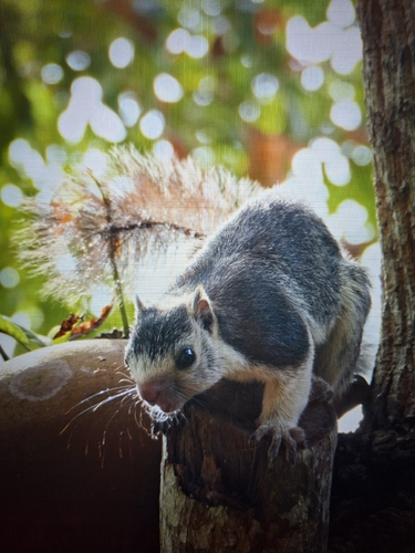 Sri Lankan Giant Squirrel