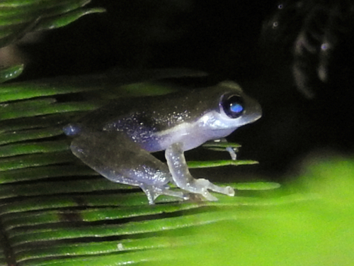 Charming Tree Frog, Feihyla kajau