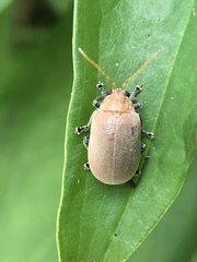 Menippus cynicus