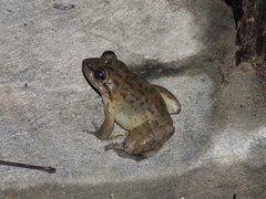 Matang Creek Frog