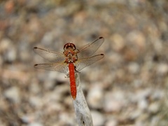 Sympetrum gilvum