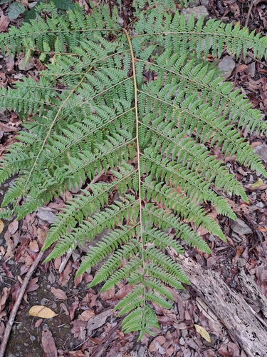 Microlepia speluncae (Microlepia speluncae)