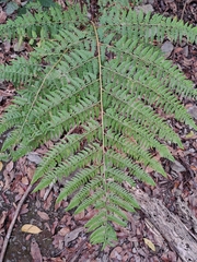 Microlepia speluncae (Microlepia speluncae)
