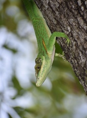 Anolis noblei