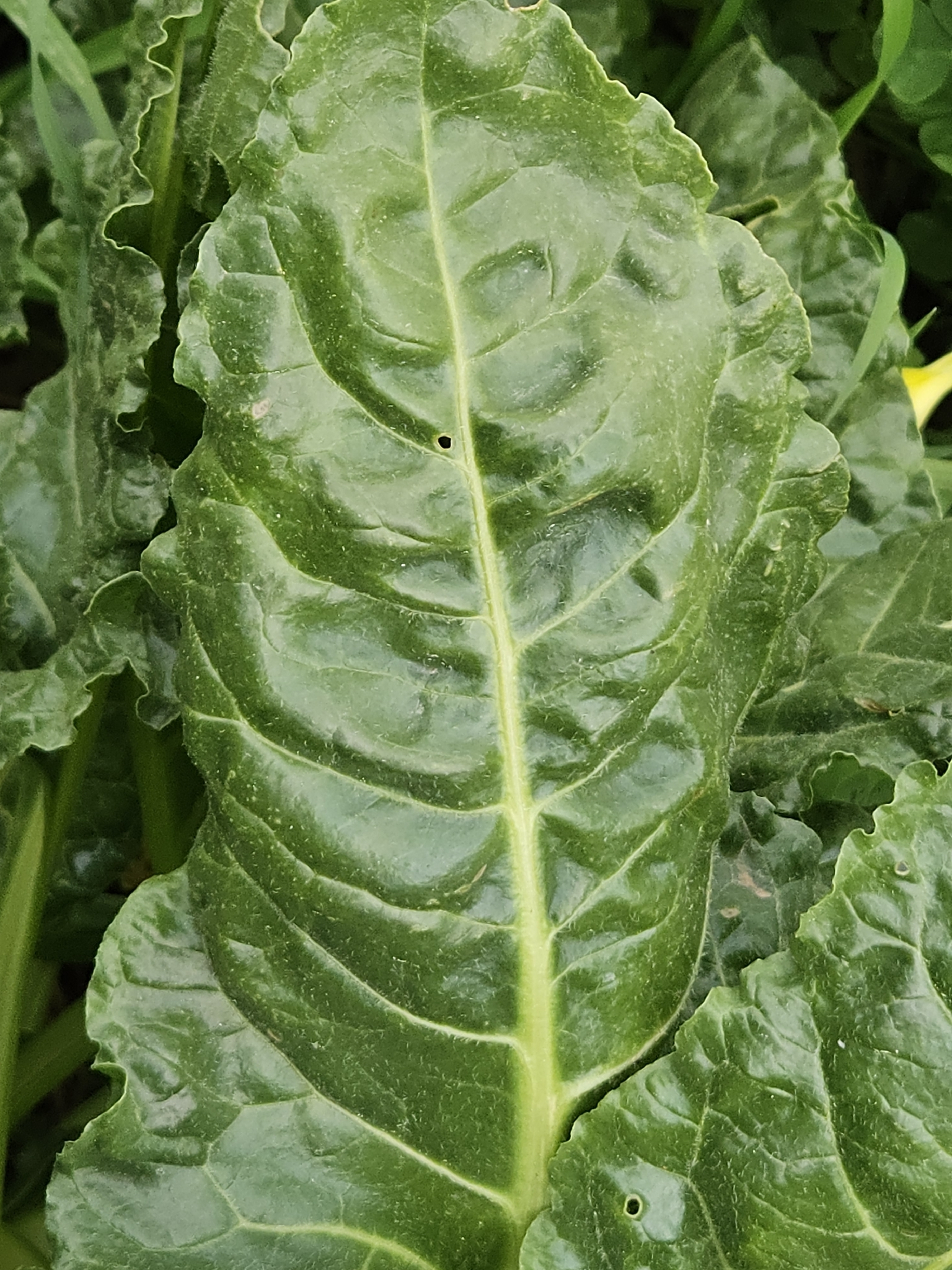 Swiss chard leaves with prominent midribs