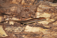 Marisora aquilonaria