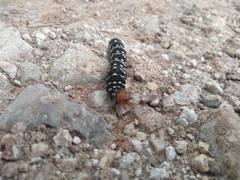 Xanthopastis moctezuma