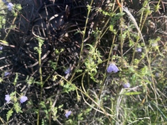 Pholistoma auritum arizonicum