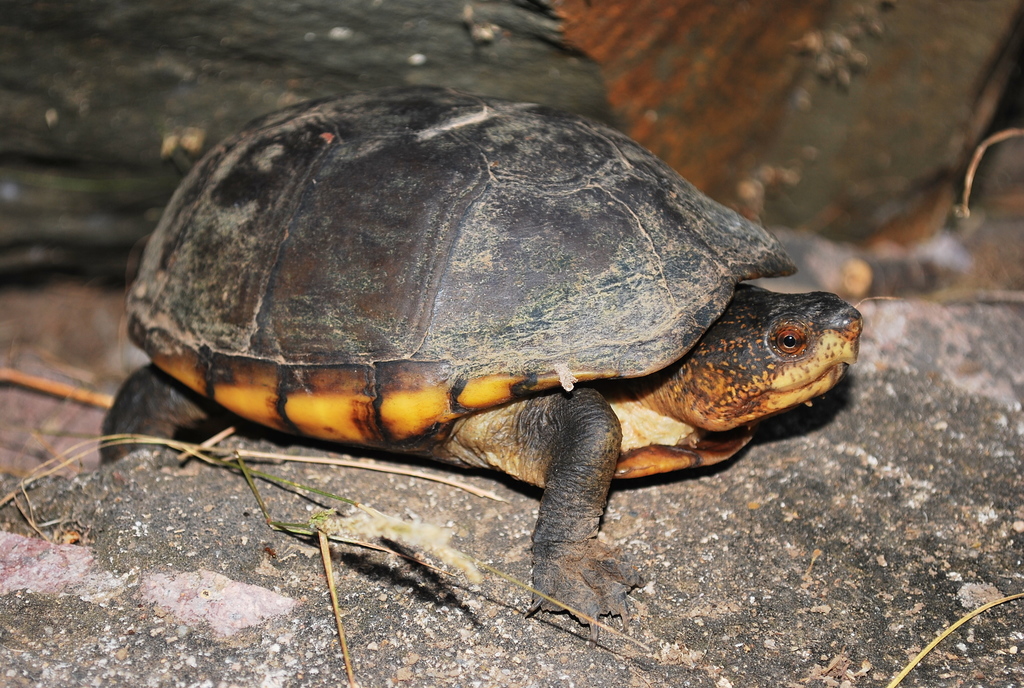 Jalisco Mud Turtle from Chamela, Jal., México on December 12, 2010 at ...