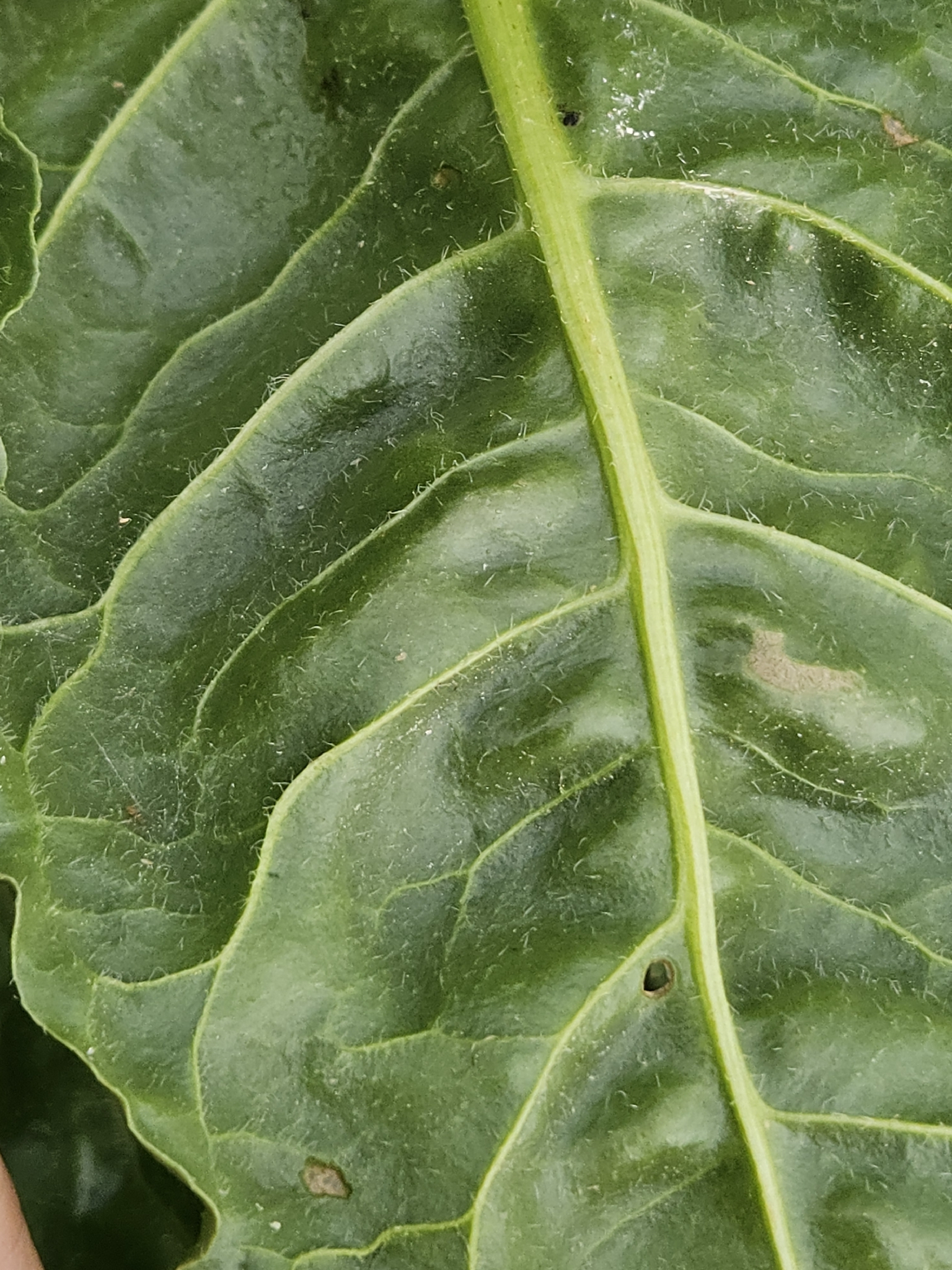 Swiss chard foliage in a vegetable garden