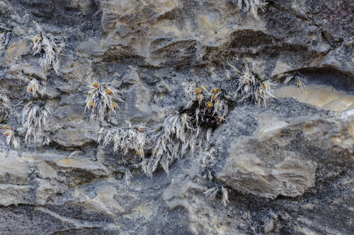 Grimmia crinita, 2026-03-07