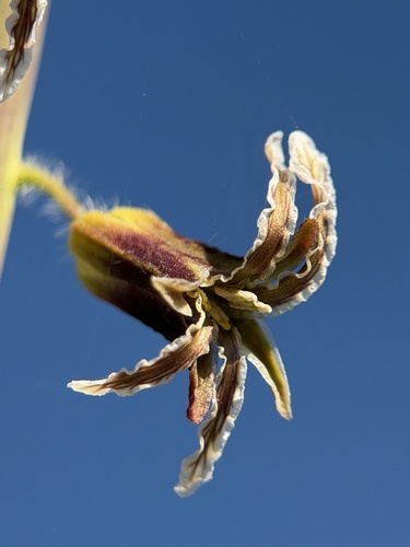 lemmon's jewelflower (Caulanthus lemmonii)