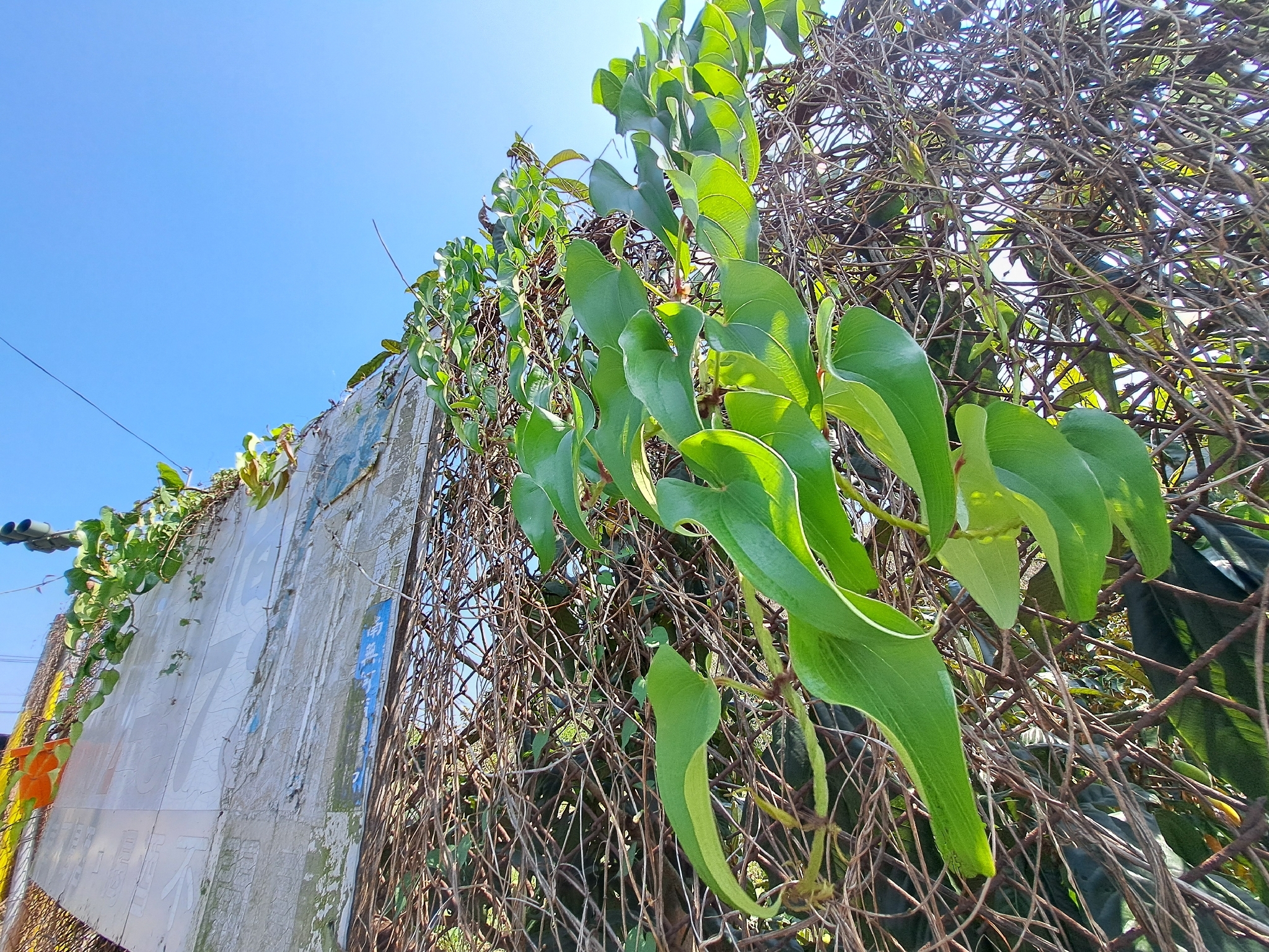 Purple Yam (Dioscorea alata)