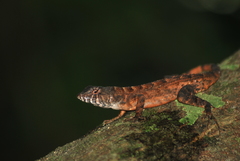Sceloporus utiformis
