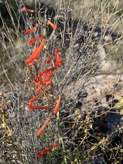 Penstemon subulatus