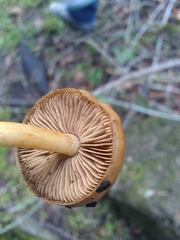 Pholiota highlandensis