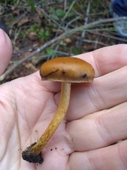 Pholiota highlandensis