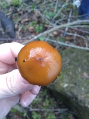 Pholiota highlandensis