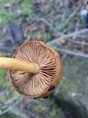 Pholiota highlandensis
