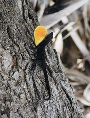 Anolis jubar oriens