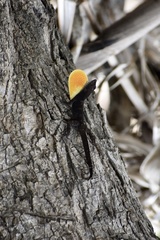 Anolis jubar oriens