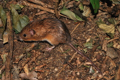 Heteromys pictus