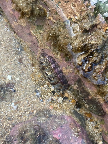 Onithochiton hirasei observed 2024-02-13