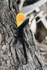 Anolis jubar oriens