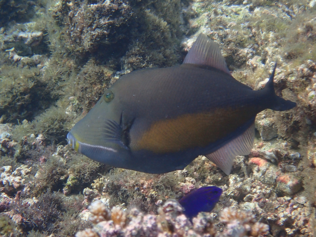Orangeside Triggerfish