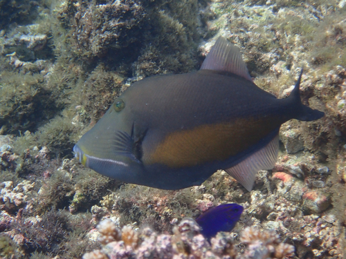 Orangeside Triggerfish