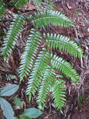 Cyathea rebeccae