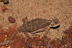 Phrynosoma asio