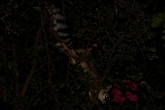 Bassariscus astutus flavus