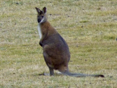 Red-Necked Wallaby photo 3
