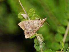 Achyra affinitalis