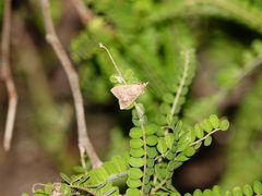 Achyra affinitalis
