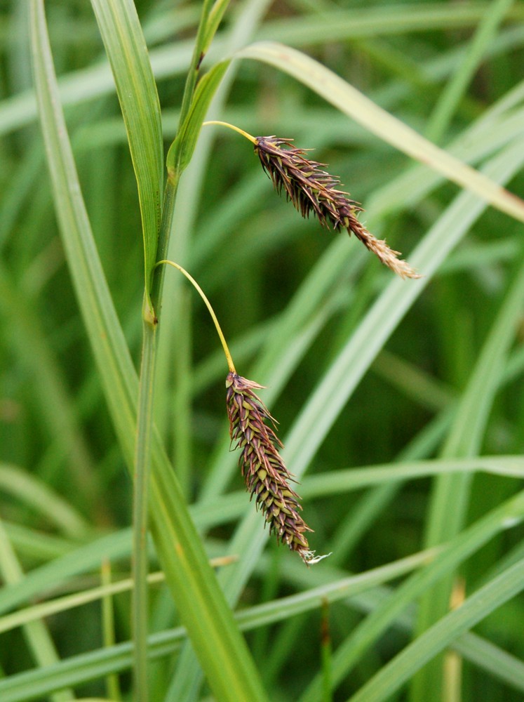 Carex lyngbyei