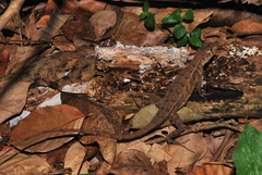 Sceloporus utiformis