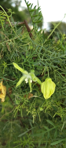 cranberry gourd (Abobra tenuifolia)