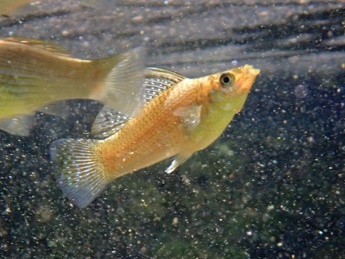 Poecilia velifera