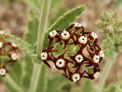 Oxypetalum arnottianum
