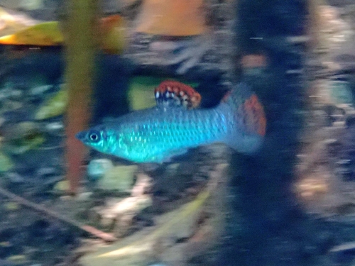 Poecilia orri