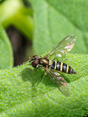 Unknown species found near Torrey Pines State Reserve, San Diego, California, United States