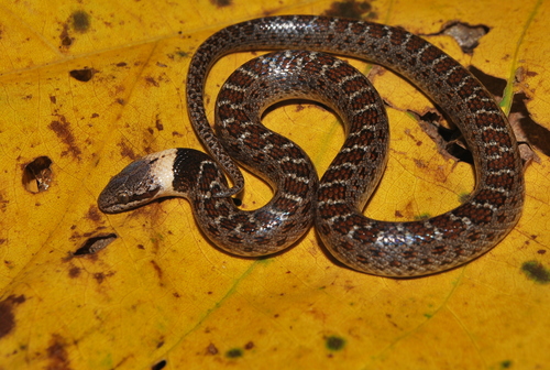Sinaloan Nightsnake