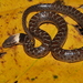 Sinaloan Nightsnake - Photo (c) Jesus Gordolomi Butterball RC, some rights reserved (CC BY-NC), uploaded by Jesus Gordolomi Butterball RC